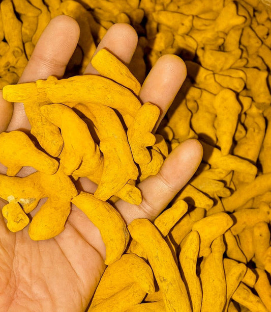 Gotta Haldi (Whole Turmeric Fingers)
